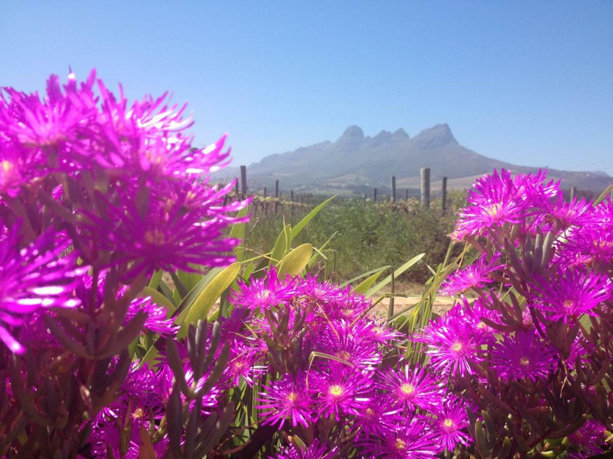 Acara Guesthouse & Cottages Stellenbosch Exterior photo